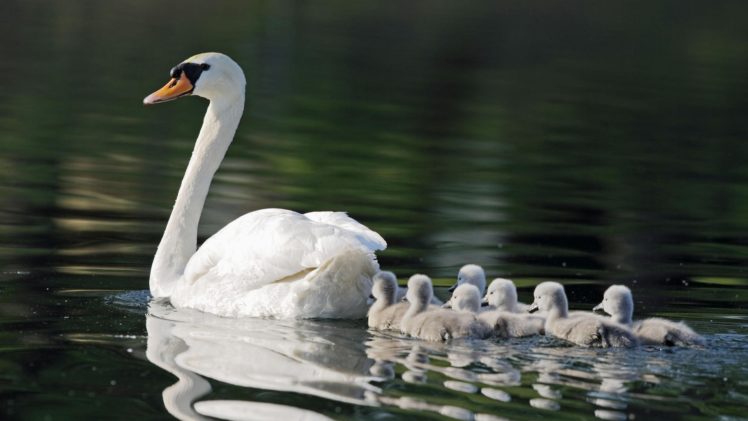 animal, Cute, Pond, Kids, Swans, Mom, Seven HD Wallpaper Desktop Background