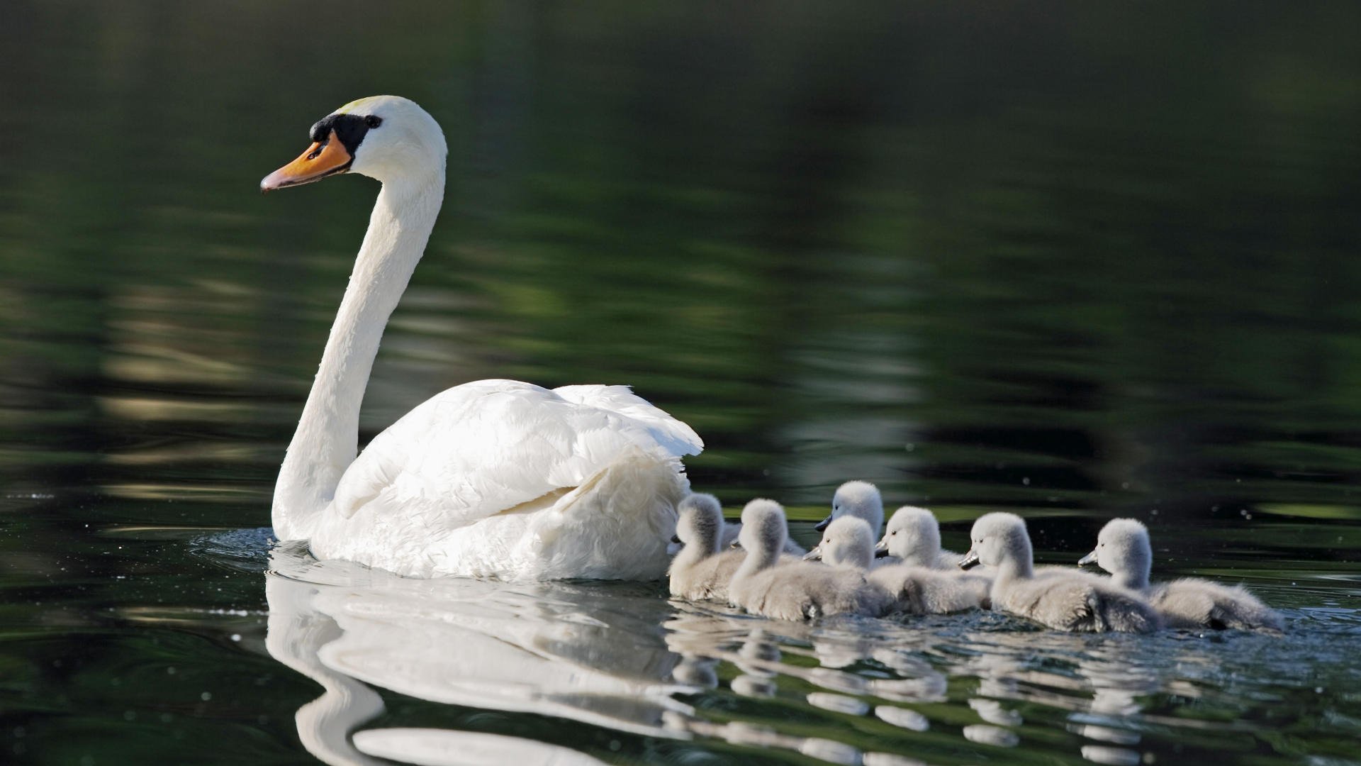 animal, Cute, Pond, Kids, Swans, Mom, Seven Wallpaper