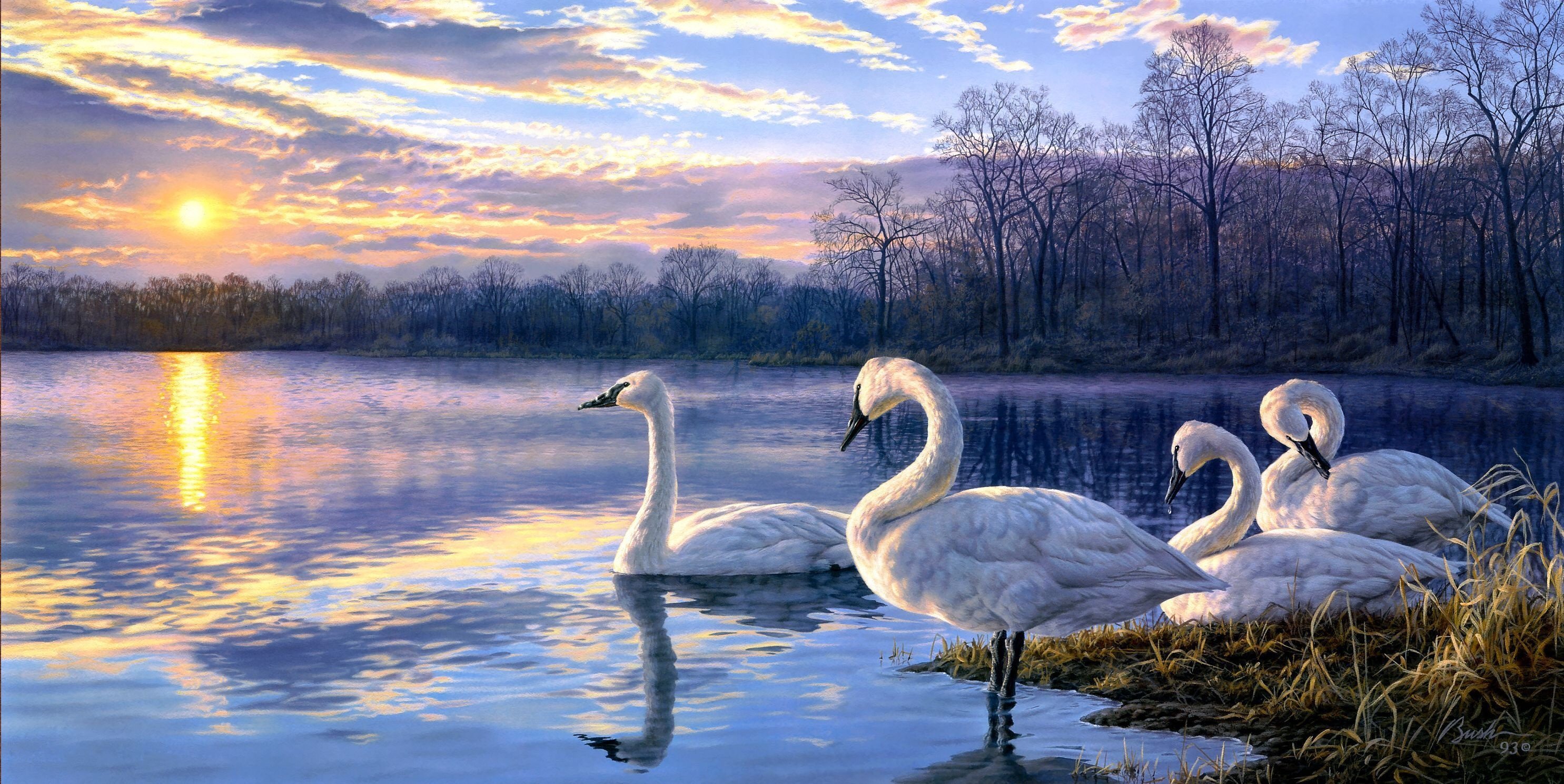 darrell, Bush, Art, Landscape, Sunset, Lake, Swans Wallpaper