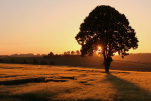 field, Tree, Sunset, Landscape, Sunrise