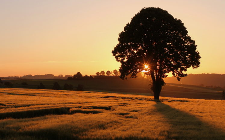 field, Tree, Sunset, Landscape, Sunrise HD Wallpaper Desktop Background