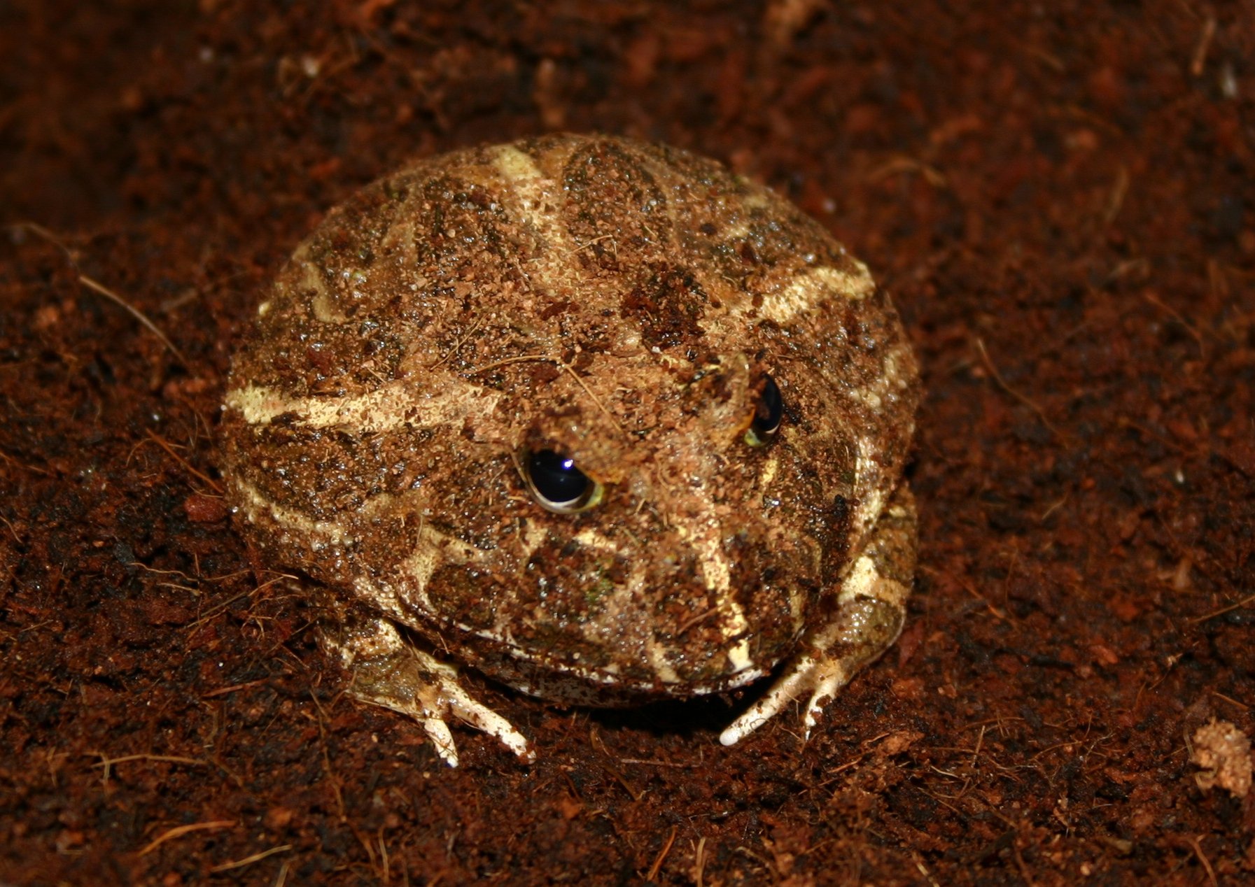 horned, Frog, Frogs Wallpaper