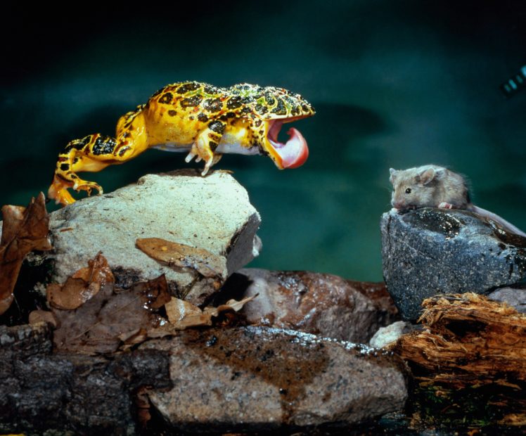 horned, Frog, Frogs HD Wallpaper Desktop Background