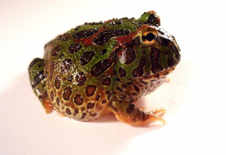 horned, Frog, Frogs HD Wallpaper Desktop Background