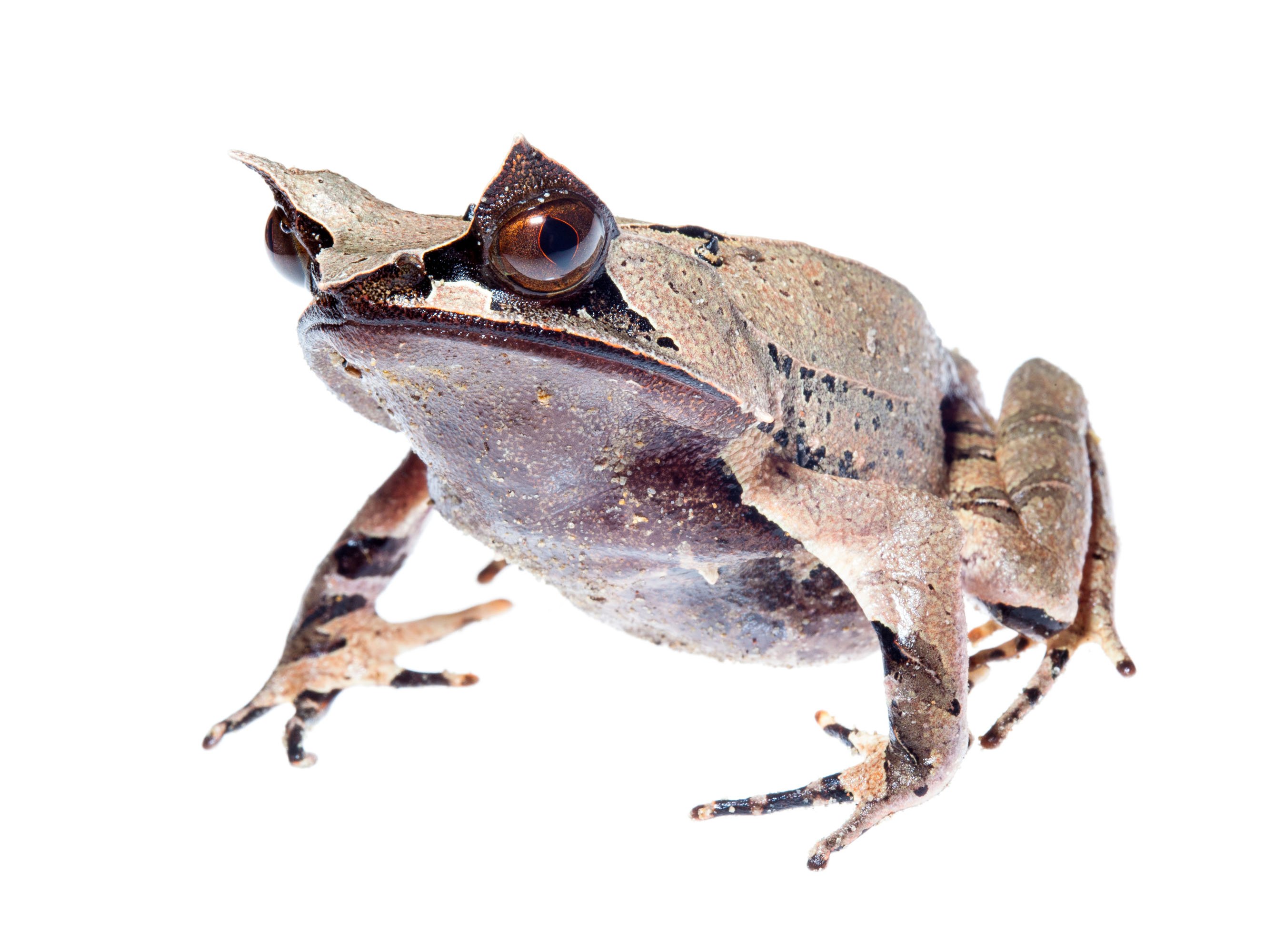 horned, Frog, Frogs Wallpaper
