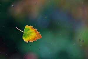 water, Drops, Leaf, Glass, Autumn, Window