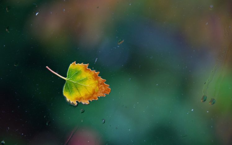 water, Drops, Leaf, Glass, Autumn, Window HD Wallpaper Desktop Background