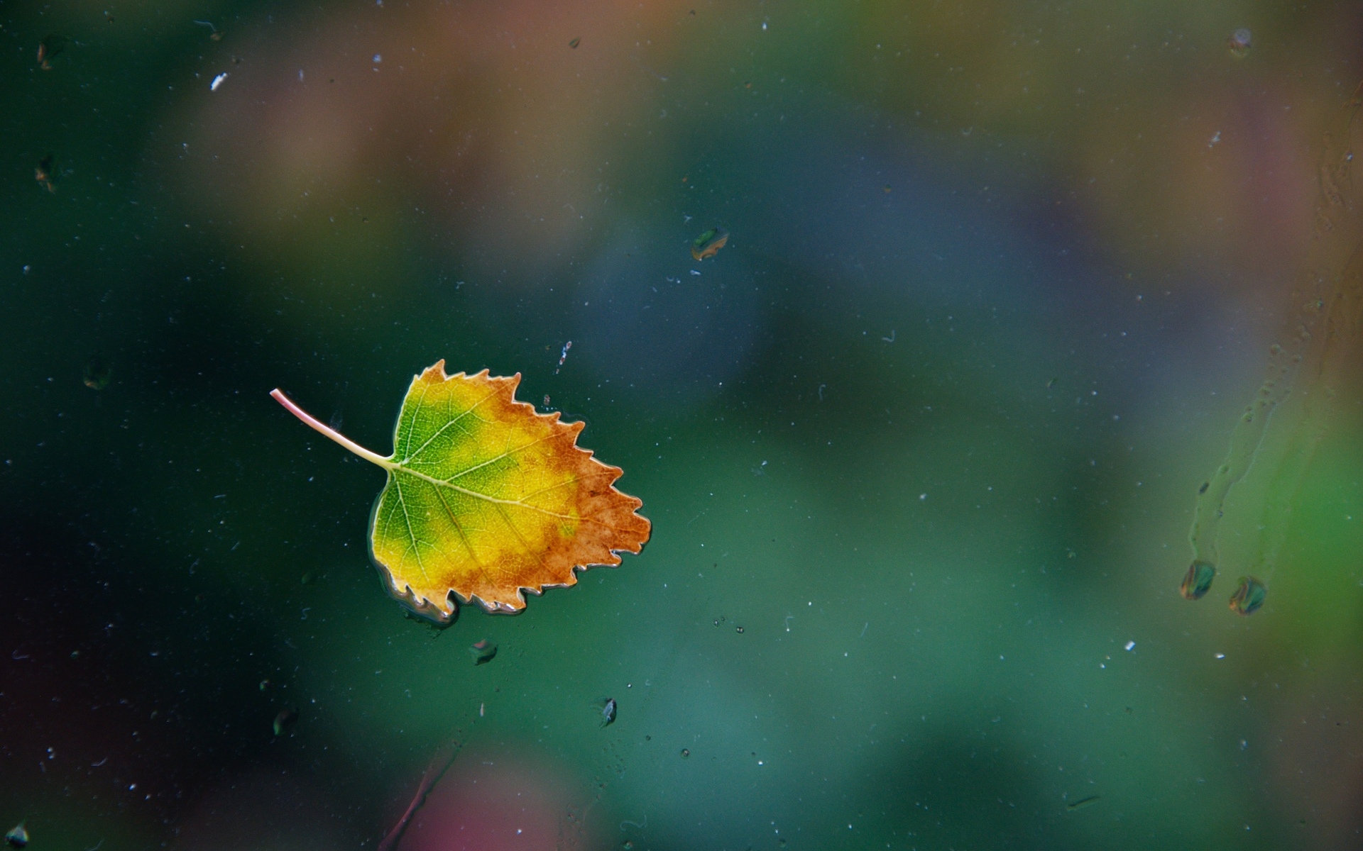 water, Drops, Leaf, Glass, Autumn, Window Wallpaper