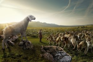 wolves, Flock, Sheep, Shepherd, Nature, Field, Sky, Rocks, Situation, Humor, Wolf, People, Men, Males, Landscapes, Sky, Mountains