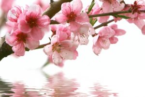spring, Cherry, Branch, Flower, Pink, Water, Reflection