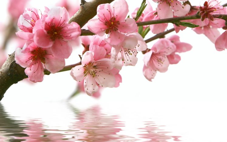 spring, Cherry, Branch, Flower, Pink, Water, Reflection HD Wallpaper Desktop Background