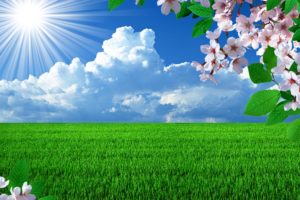 spring, Field, Branch, Blossom, Cherry, Sun, Grass, Sky, Clouds, Seasons