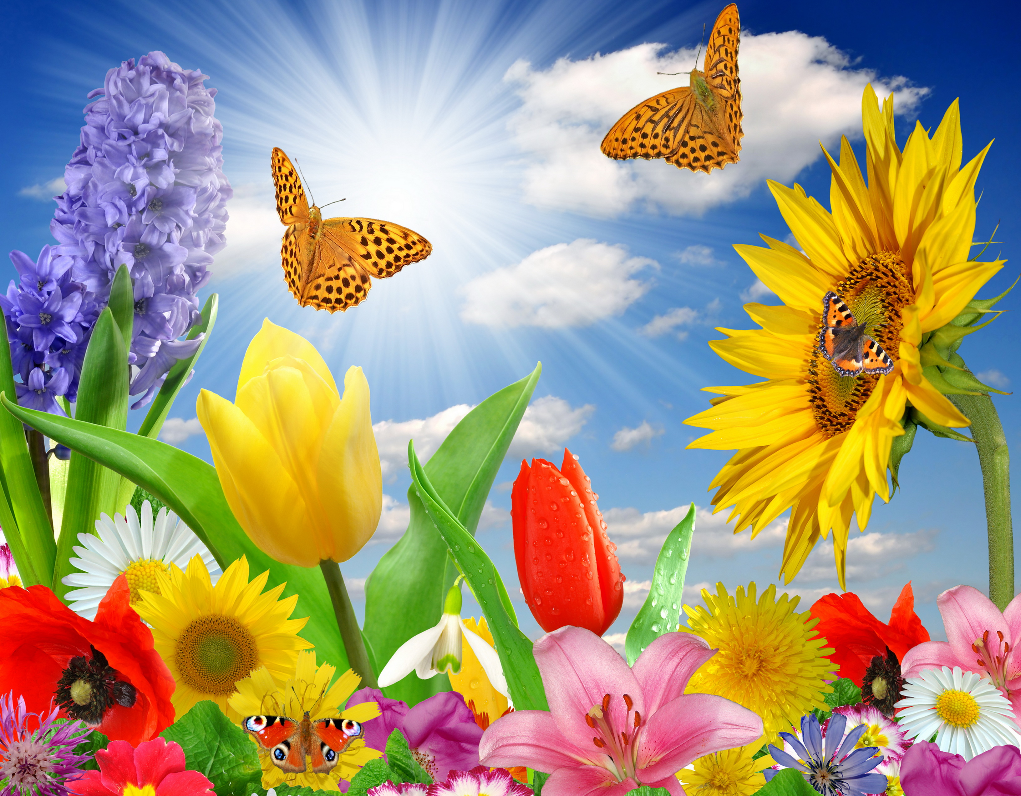 summer, Spring, Butterfly, Flowers, Sunlight, Rays, Color Wallpaper