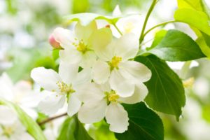 cherry, Blossom, Spring, Flowers, White, Petals, Branches, Trees, Leaves, Green