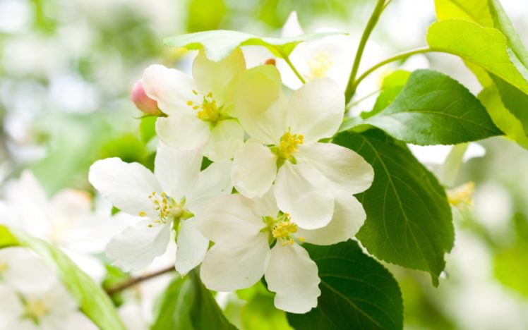 cherry, Blossom, Spring, Flowers, White, Petals, Branches, Trees, Leaves, Green HD Wallpaper Desktop Background