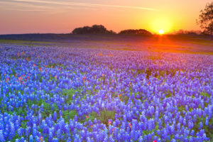 meadow, Flowers, Sunset, Lupine, Hdr, Fields, Sky, Color
