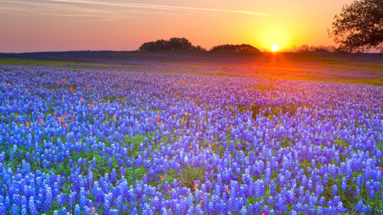 meadow, Flowers, Sunset, Lupine, Hdr, Fields, Sky, Color HD Wallpaper Desktop Background