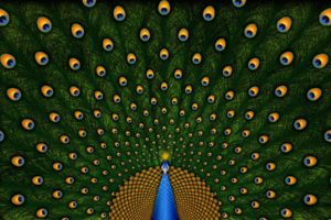 peacocks, Birds, Feathers, Colors, Pattern, Spots, Texture, Bokeh, Art