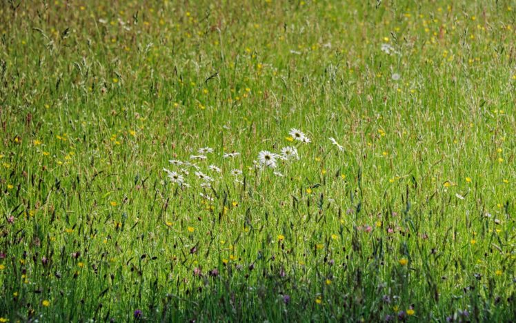 field, Flowers, Summer, Nature, Spring, Grass HD Wallpaper Desktop Background