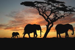 sunset, Africa, Elephants, Nature, Animals, Wallpapers, Evening, Africa, Trees, Savannah, Animals