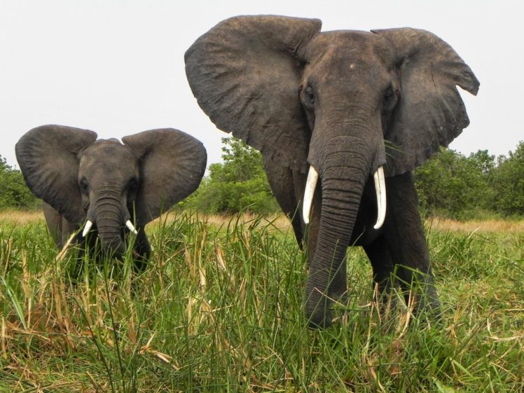 elephants, Africa HD Wallpaper Desktop Background