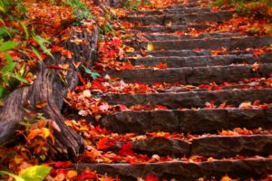 autumn, Steps, Fall, Foliage, Leaves