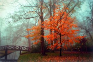 fall, Autumn, Tree, Foliage, Bridge, Fog