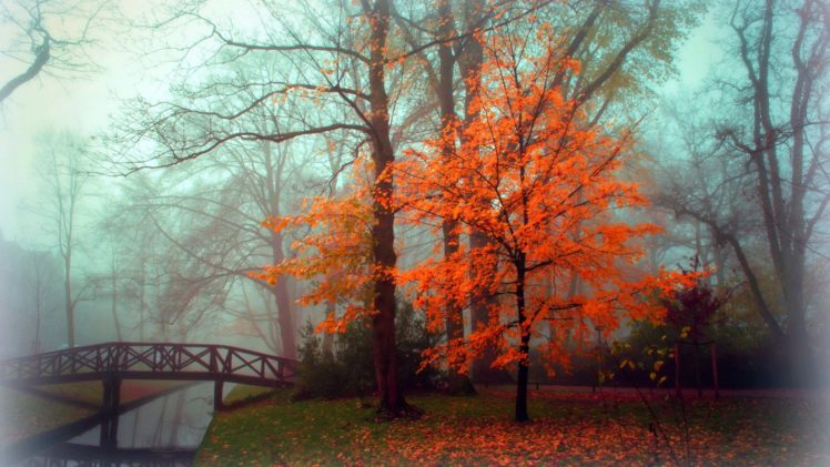 fall, Autumn, Tree, Foliage, Bridge, Fog HD Wallpaper Desktop Background