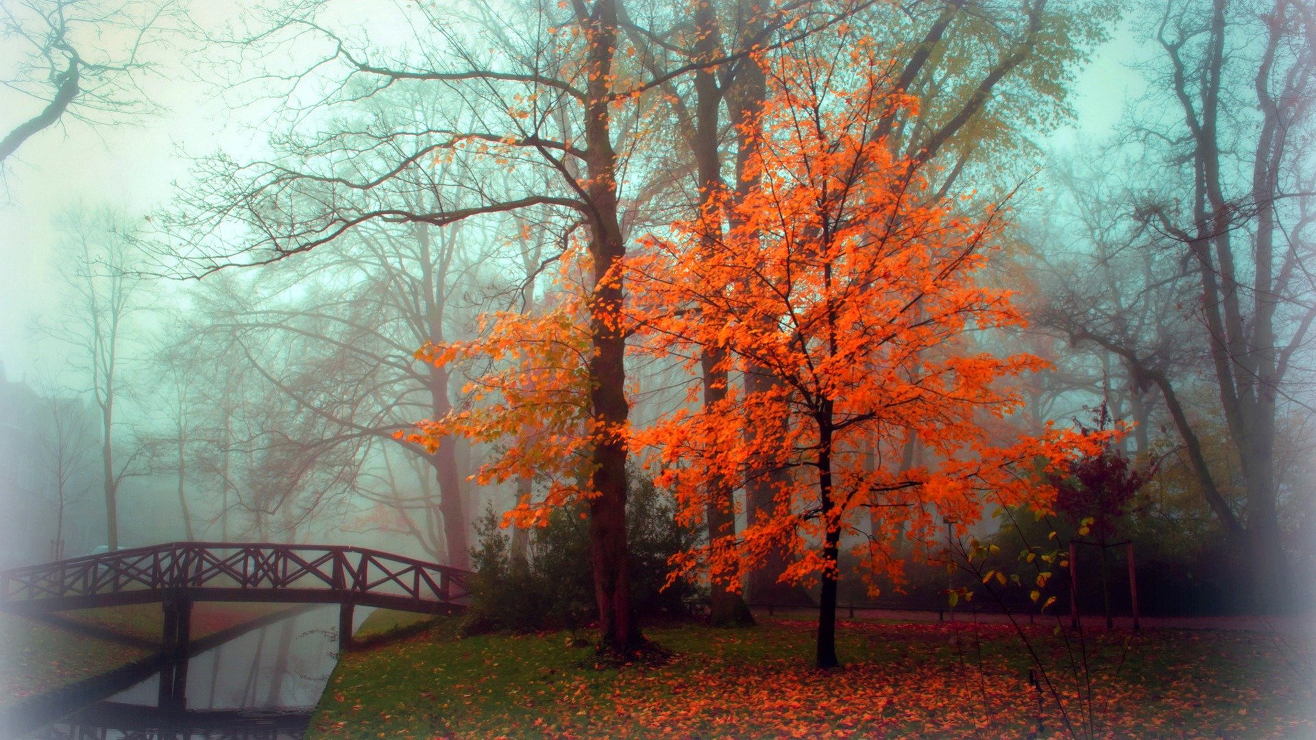fall, Autumn, Tree, Foliage, Bridge, Fog Wallpaper
