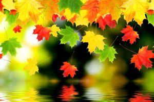 autumn, Fall, Foliage, Water