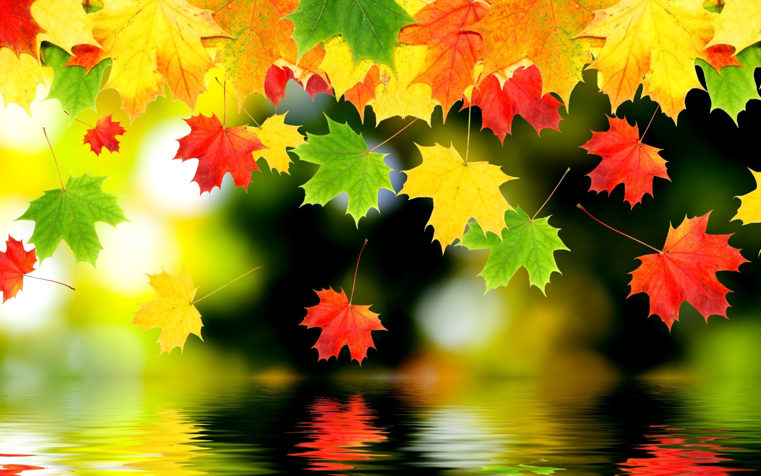 autumn, Fall, Foliage, Water Wallpaper