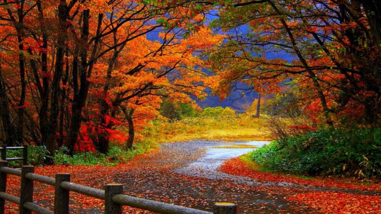 autumn, Fall, Trees, Fence, Path, Trail, Colorful, Leaves, Foliage HD Wallpaper Desktop Background