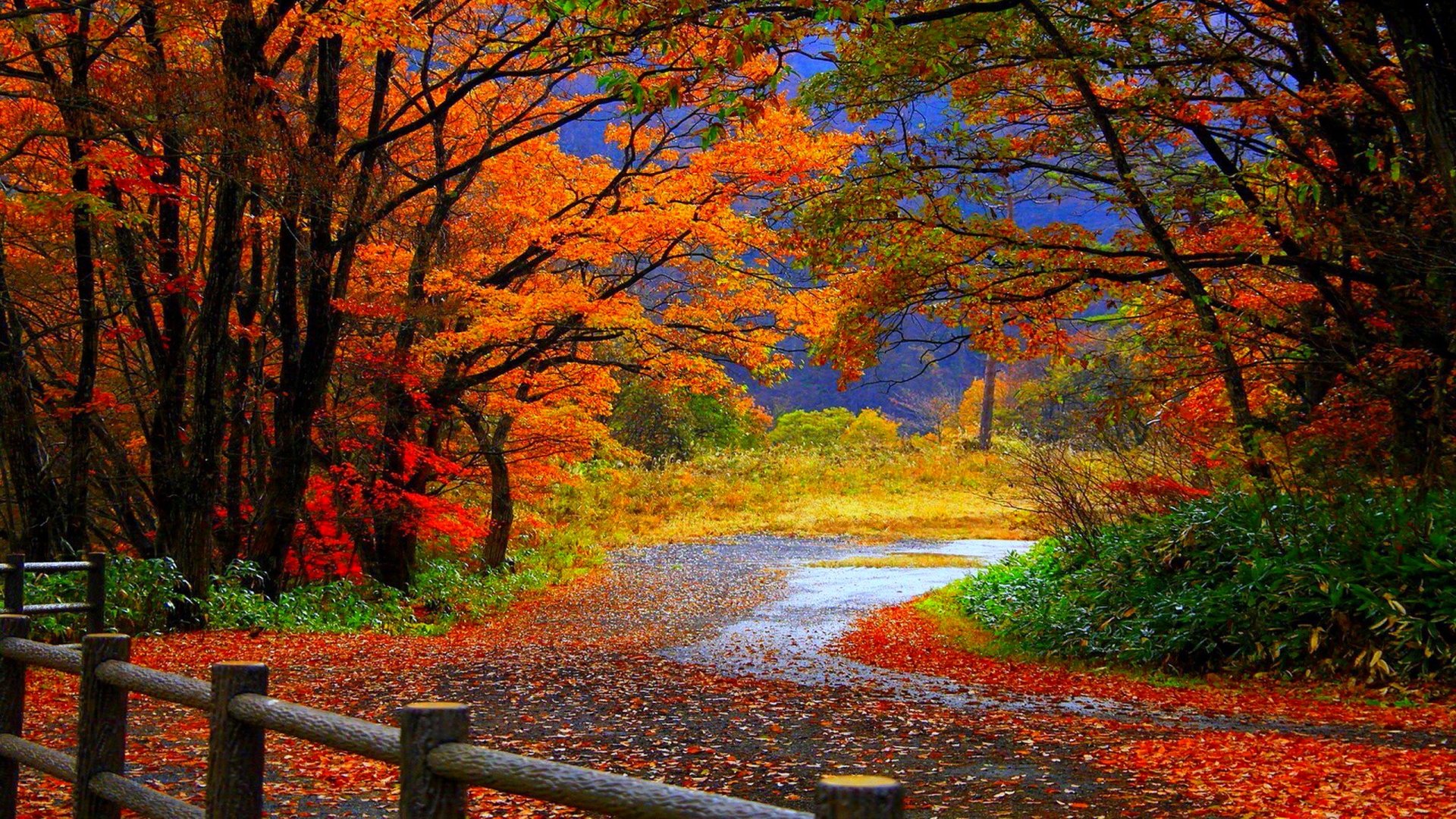 autumn, Fall, Trees, Fence, Path, Trail, Colorful, Leaves, Foliage Wallpaper