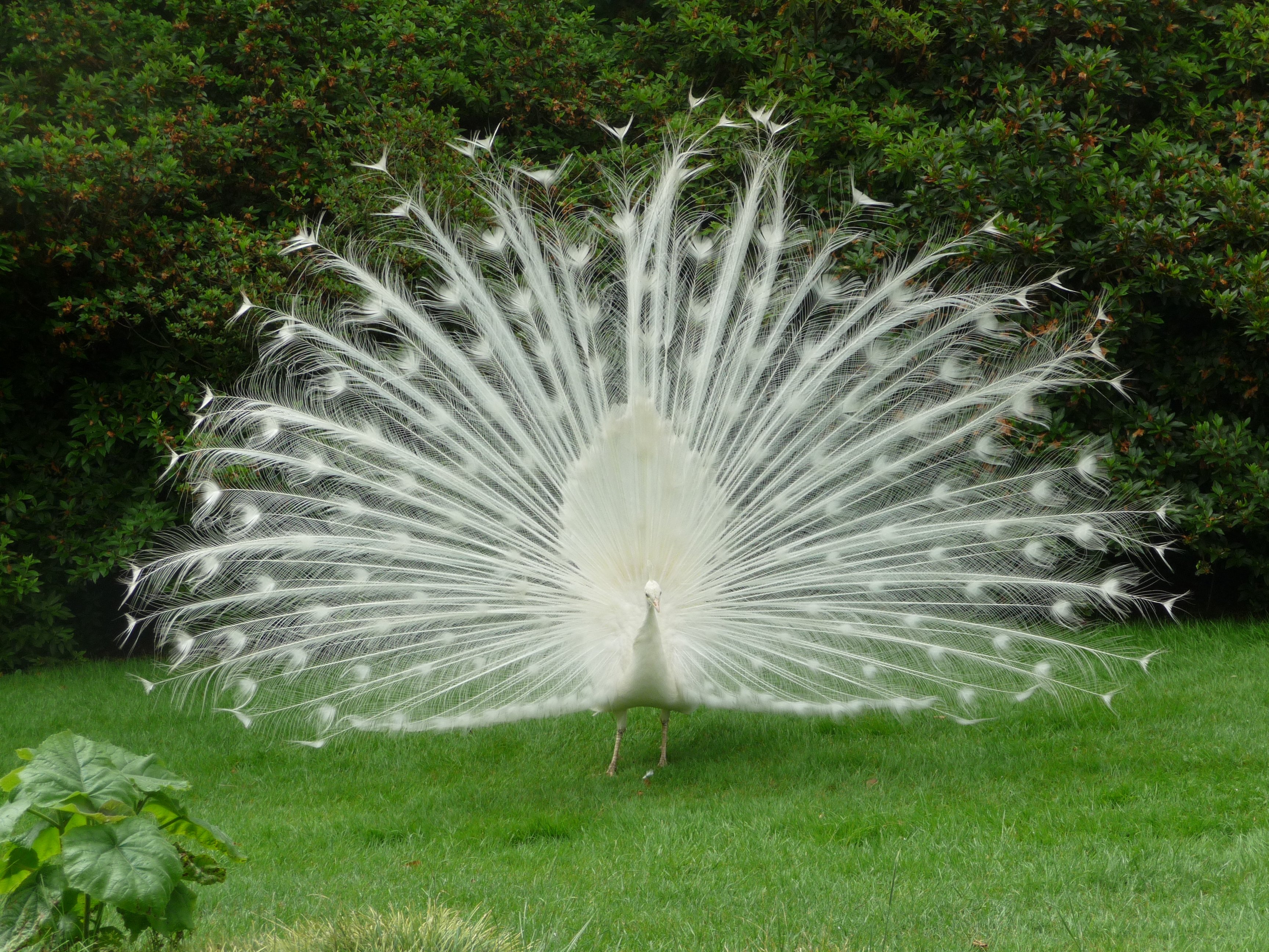 white, Peacock Wallpaper