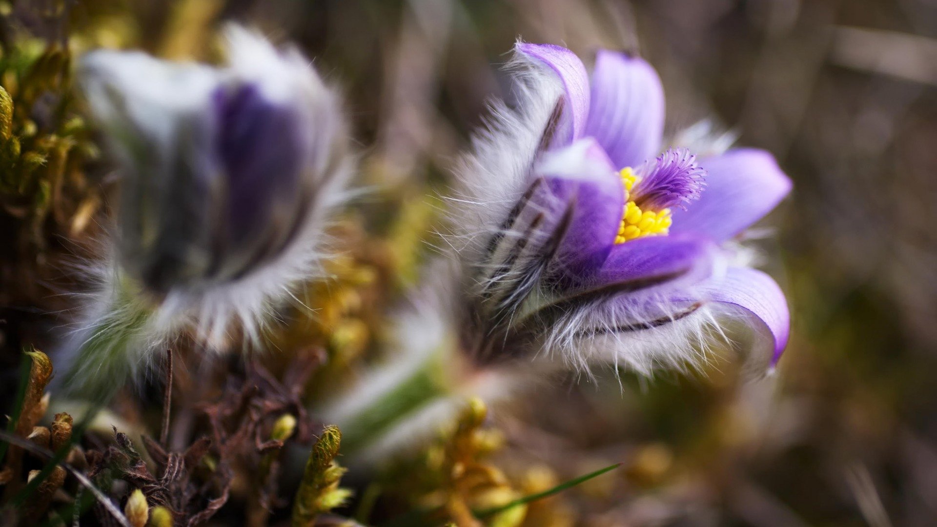 purple, Wild, Flowers Wallpaper