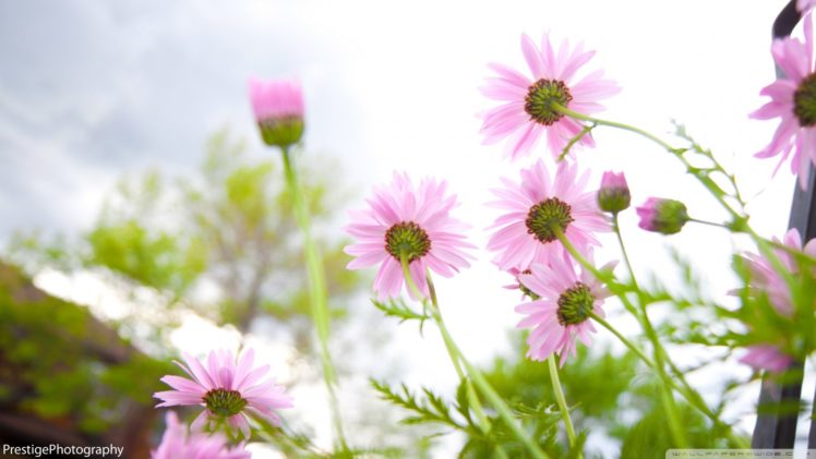 summer, Flowers, Pink HD Wallpaper Desktop Background