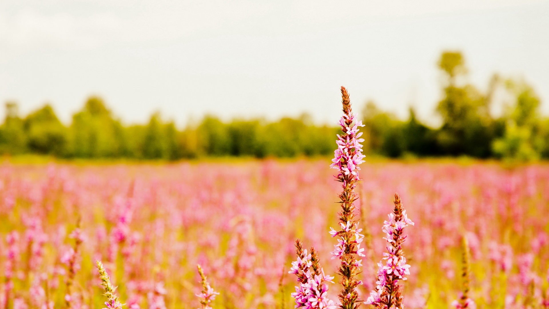 pink, Summer, Field Wallpaper