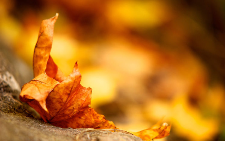 autumn, Leaf Wallpapers HD / Desktop and Mobile Backgrounds