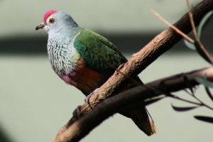 rose, Crowned, Fruit, Dove