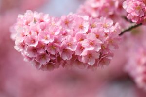 japan, Sakura, Cherry, Twigs, Wood, Flowers, Pink, Petals, Close up, Blurred, Macro