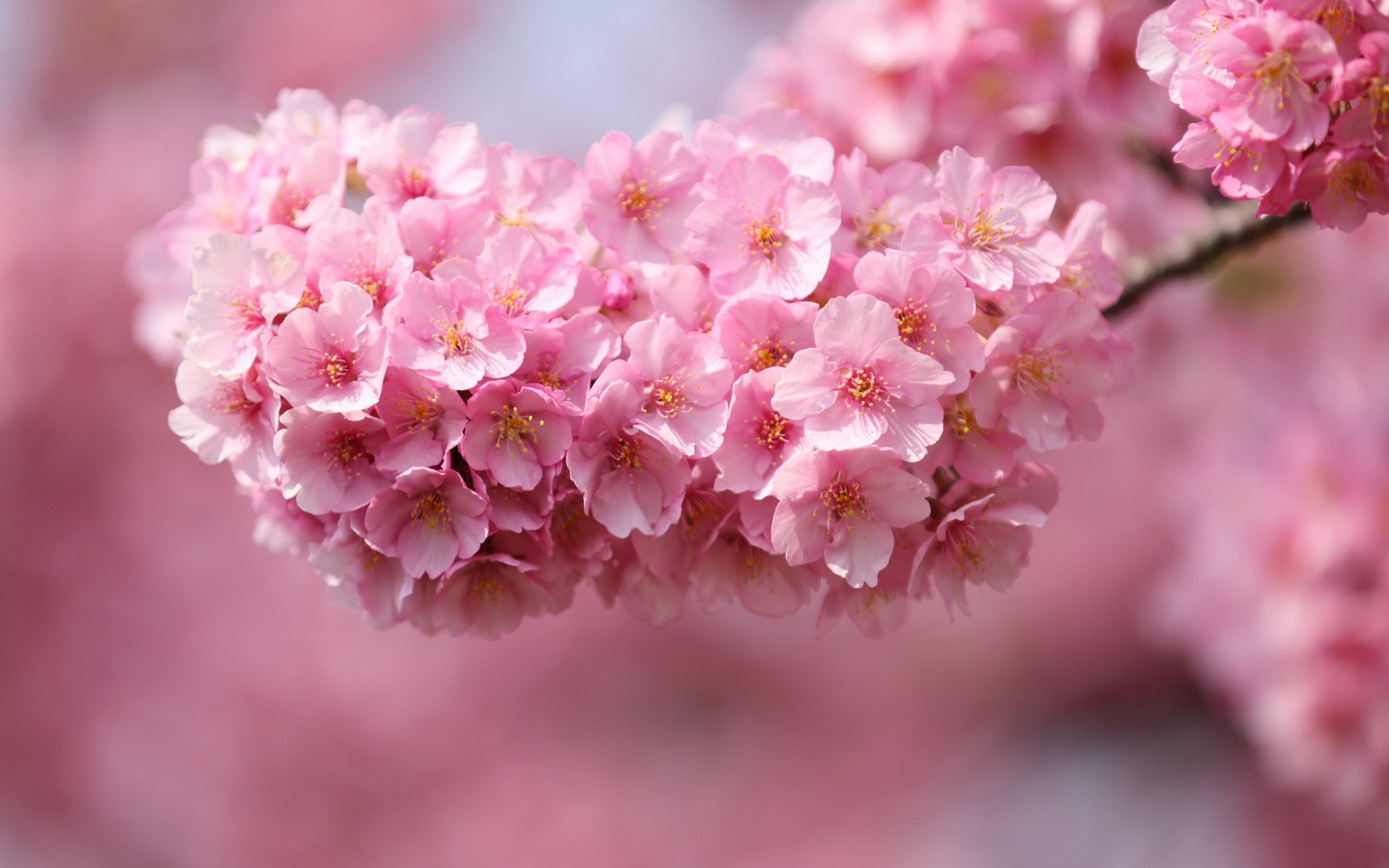 japan, Sakura, Cherry, Twigs, Wood, Flowers, Pink, Petals, Close up, Blurred, Macro Wallpaper