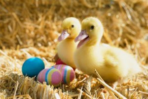animal, Cute, Duck, Baby, Yellow, Eggs