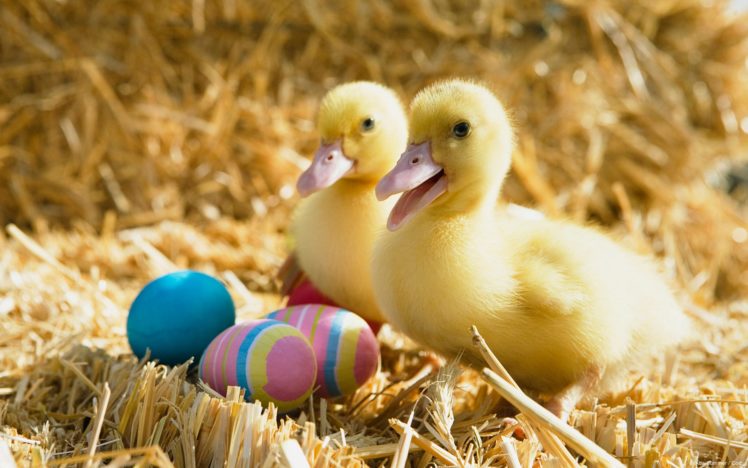 animal, Cute, Duck, Baby, Yellow, Eggs HD Wallpaper Desktop Background