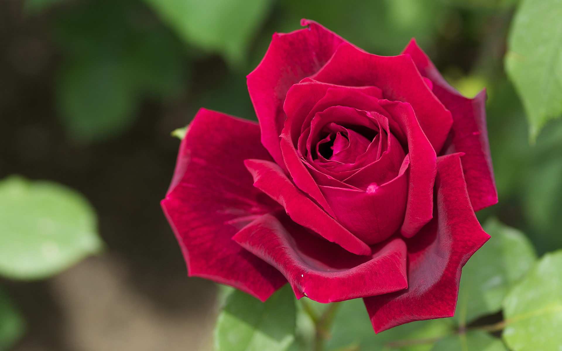 rose, Macro, Petals, Bud Wallpaper