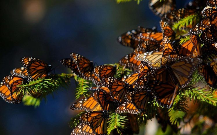 animal, Butterfly, Beautiful, Color, Amazing HD Wallpaper Desktop Background
