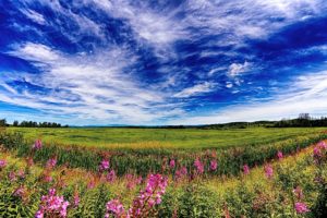 field, Sky, Clouds, Flowers, Landscape