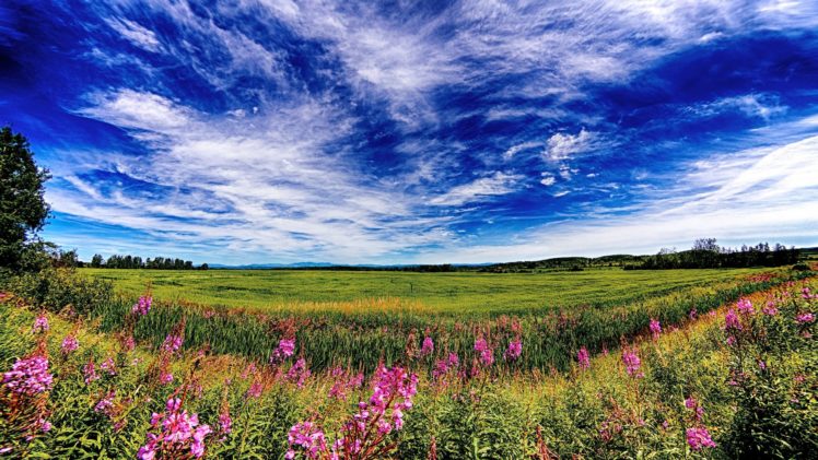 field, Sky, Clouds, Flowers, Landscape HD Wallpaper Desktop Background