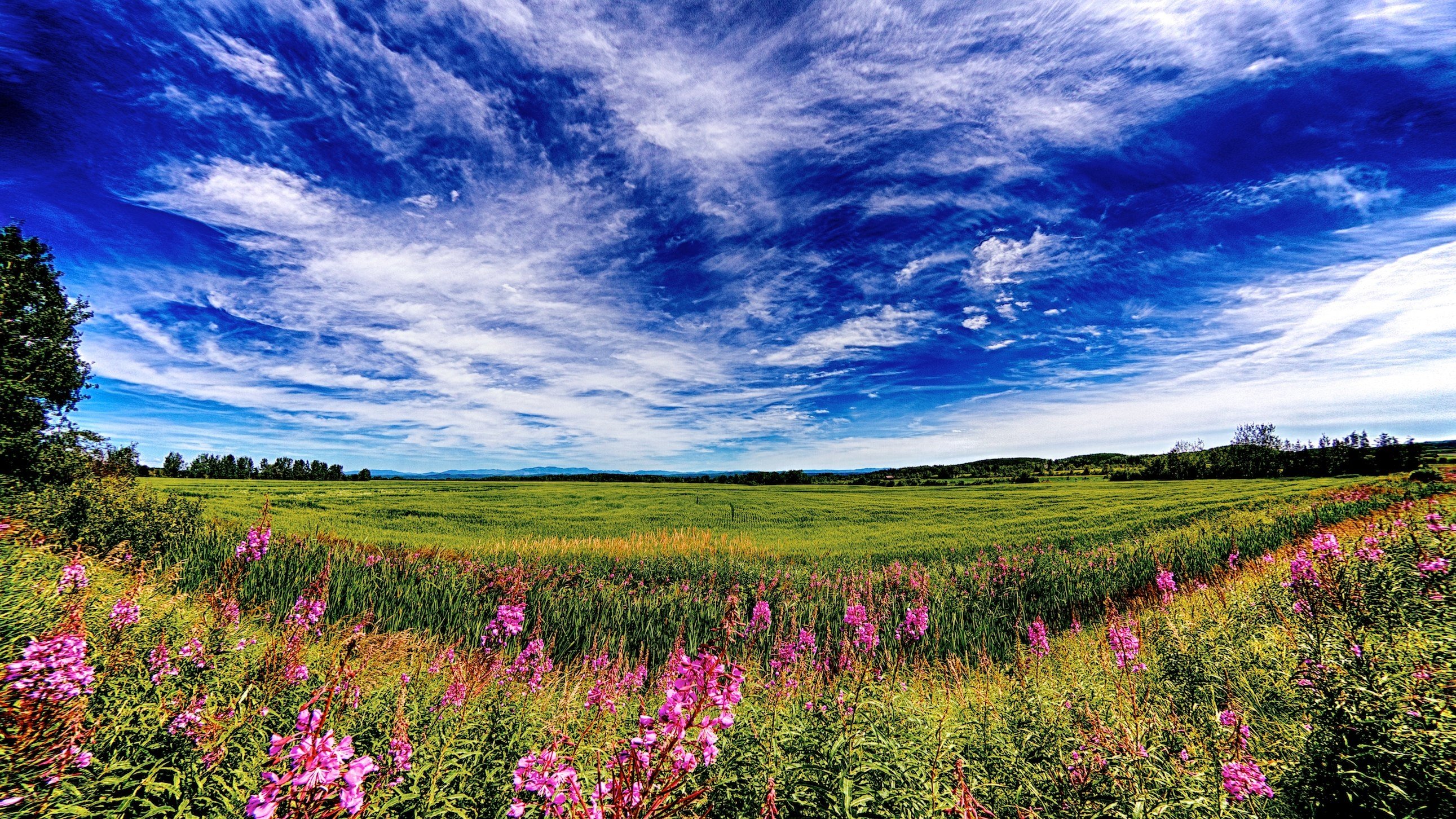 field, Sky, Clouds, Flowers, Landscape Wallpaper