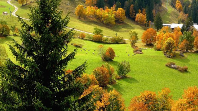 field, Autumn, Road, Trees, Grass, Top, View, Landscape HD Wallpaper Desktop Background
