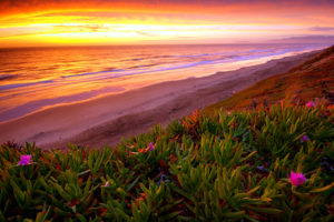 beach, Ocean, Sunset, Plant, Flowers, Shore, Coast, Sea, Waves, Sky, Clouds, Landscapes, Hills